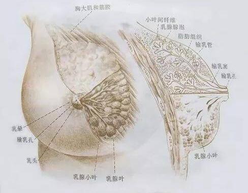 催乳師的就業前景收入怎么樣？