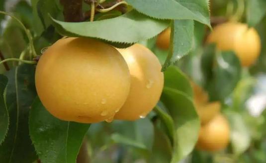 四季養生之秋季滋補防病的7大食物